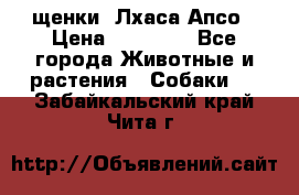 щенки  Лхаса Апсо › Цена ­ 20 000 - Все города Животные и растения » Собаки   . Забайкальский край,Чита г.